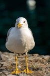 seagull-dark-background-front-view-close-up-cliff-143623170.jpg