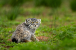 mammalwatching_com_wp-content_uploads_2023_10_Cat-Expeditions-Manul-of-Mongolia-Photo-Tour-202...png