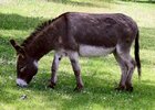 Donkey_2.jpg