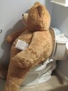 bear on toilet.jpg