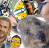 quokka selfie.png