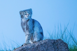 Manul_–_Mammal_Watching2.png