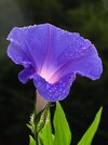 Morning-glory-C6295b.jpg