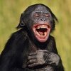 chimp laugh.jpg