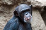 chimp sad.jpg