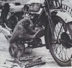 chimp mechanic.jpg