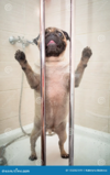 funny-pug-dog-standing-shower-bath-time-wet-bathing-wants-to-get-out-123252119_jpg.png