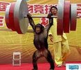 chimp weights 3.jpg