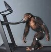 chimp treadmill.jpg