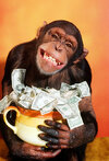 chimp money.jpg