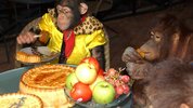 chimp pie.jpg