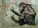 chimp finger.jpg