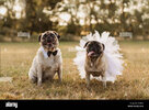 pug-wedding-bride-and-groom-P9XBY6.jpg