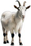 goat.png