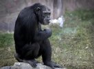 chimp smoke.jpg