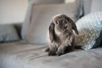 rabbit on couch.jpg