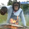 chimp-grills-fish.0.jpg