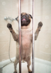 funny-pug-dog-standing-shower-bath-time-wet-bathing-wants-to-get-out-123252119_jpg.png