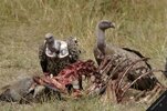 vultures-eating-bones.jpg