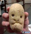 funny-fun-humor-human-face-alike-shape-potato-pic-pics-image-images-photos-pictures-600x-35829...jpg