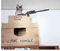 cat-fort-arseh*le.jpg