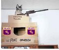 cat-fort-ophidia.jpg