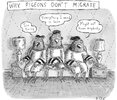 WHY PIGEONS DON'T MIGRATE.jpg