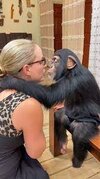 chimp smooch.jpg