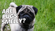 pug smelly.png