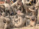 Turbo in mud wrestling.jpg