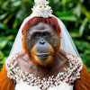 orangutan dress.jpg