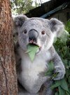 Surprised-Koala.jpg