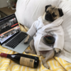 pugs relaxed.png