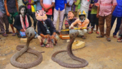 india snake charming.png