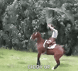 equestrian-horse.gif