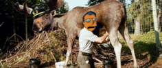 milking a moose.png