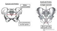 Gynaecoid-Pelvis-vs-Android-Pelvis.jpg