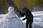 chimp snow.jpg