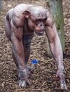 chimp alopecia shaved.jpg