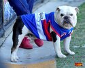 Bulldogs_training_Ballarat_28.JPG