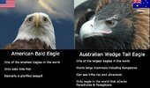 eagles.jpg