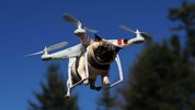 pug drone.jpg