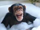 chimp bath.jpg