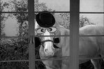 Mister Ed, Ed The Pilot.jpeg