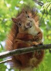 20 Reasons Why Squirrels Are The New Cats _ PlayBuzz.jpeg