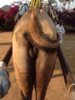 Camels arse.jpg