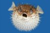 C__Data_Users_DefApps_AppData_INTERNETEXPLORER_Temp_Saved Images_puffer-fish2.jpg