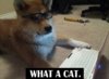 # SmartDog_what-a-cat.jpg