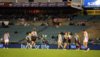 590233-small-footy-crowds.jpg