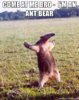 ant bear.jpg